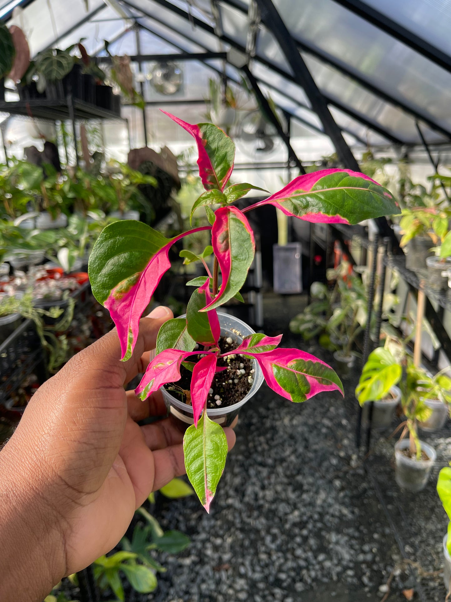 Party Time Plant(Alternanthera ficoidea) Grower’s Choice