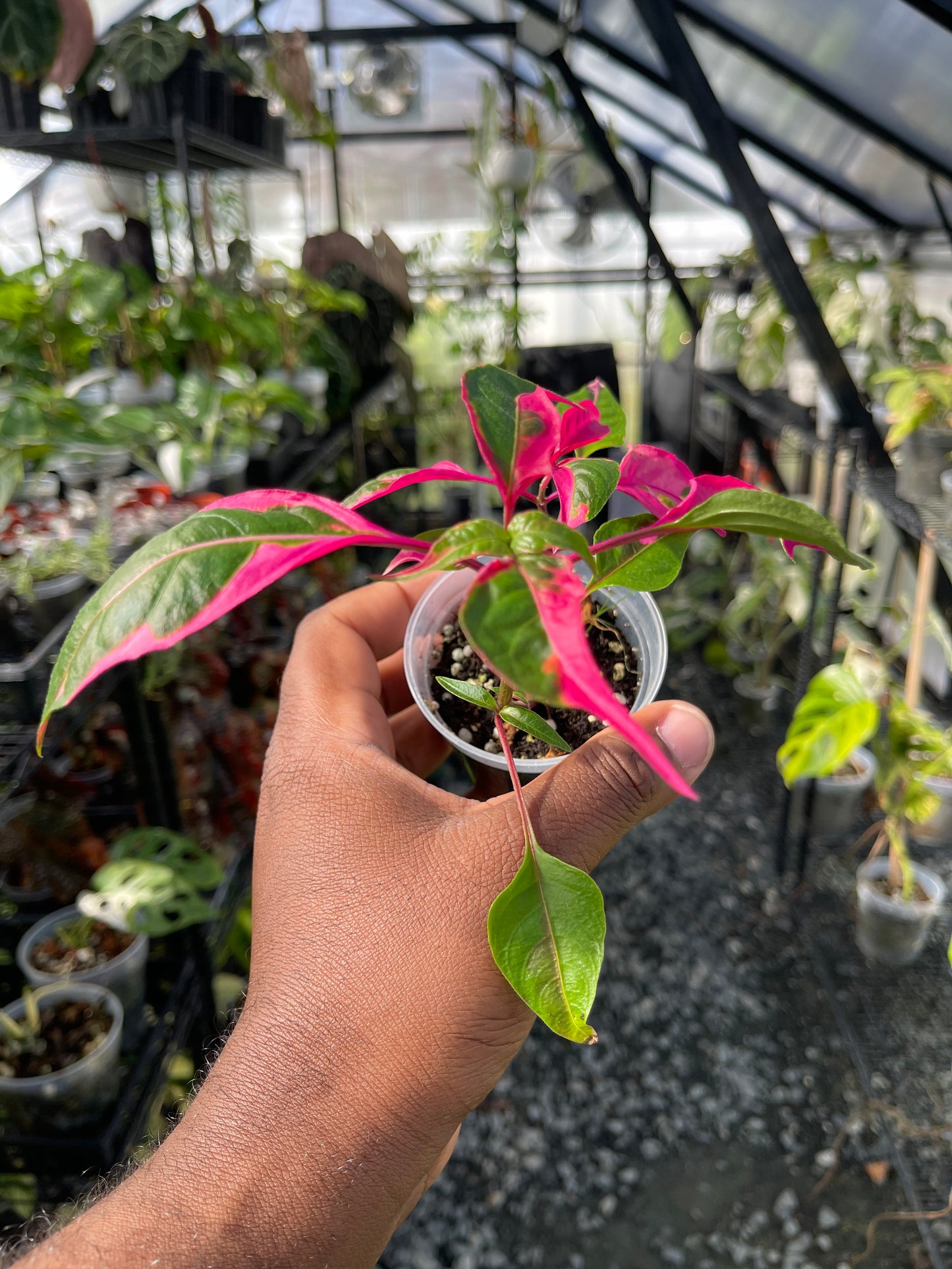 Party Time Plant(Alternanthera ficoidea) Grower’s Choice