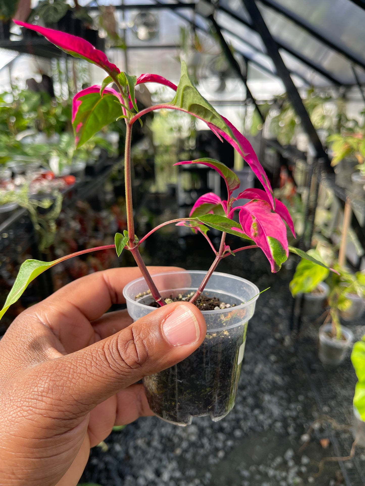 Party Time Plant(Alternanthera ficoidea) Grower’s Choice