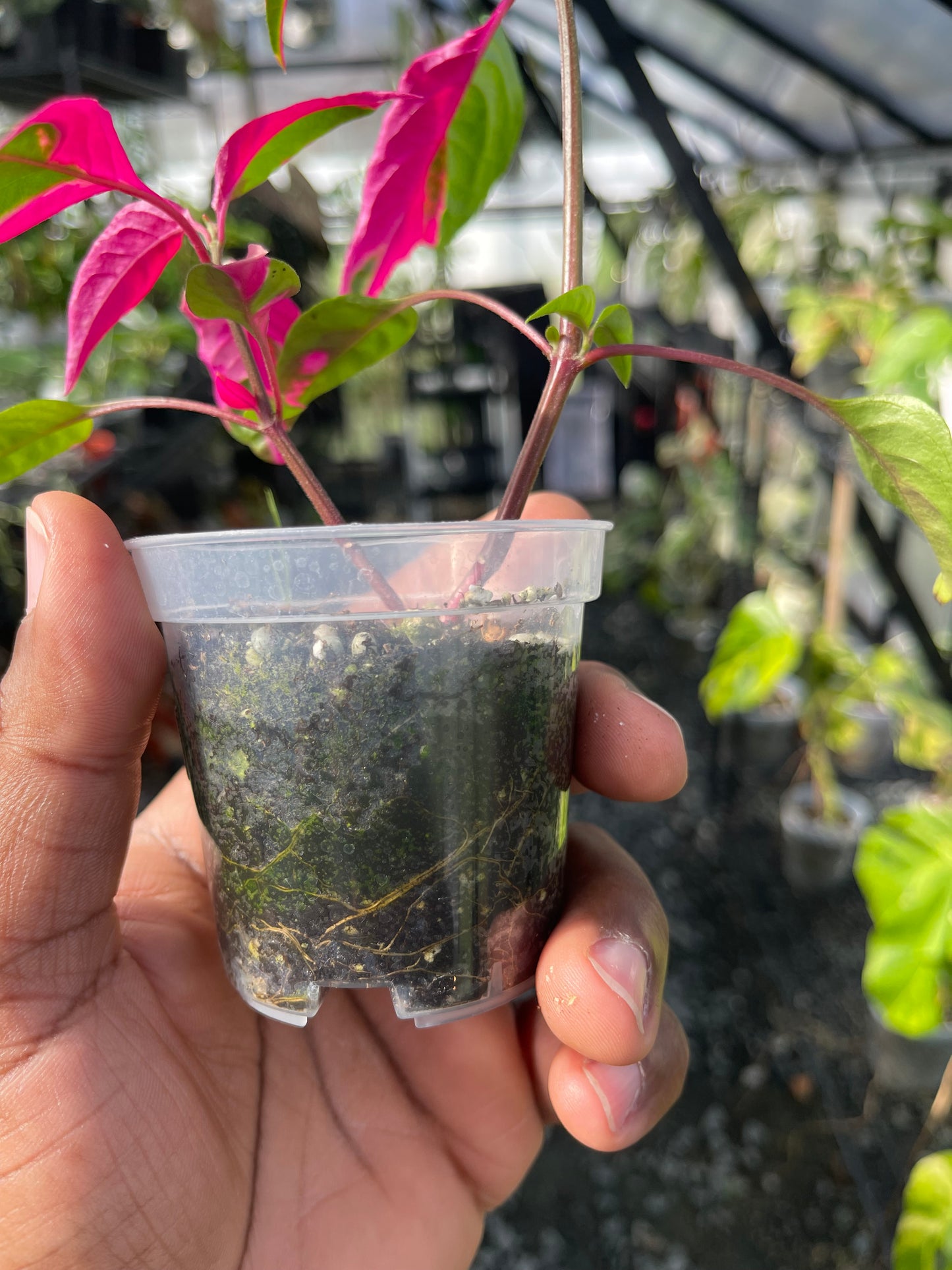 Party Time Plant(Alternanthera ficoidea) Grower’s Choice