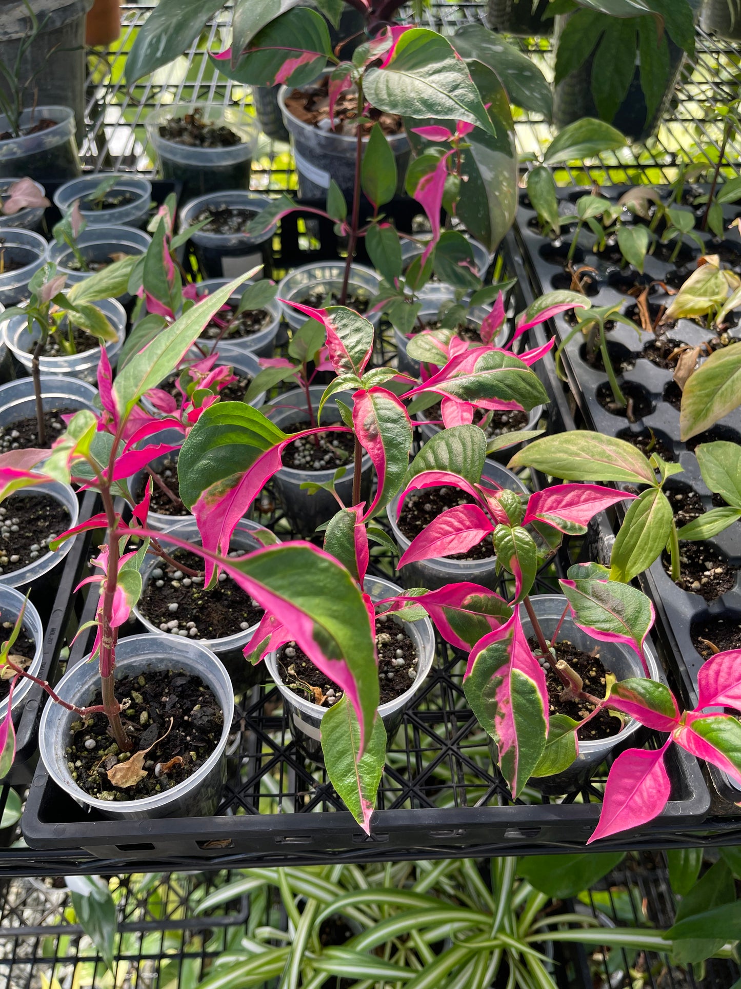 Party Time Plant(Alternanthera ficoidea) Grower’s Choice