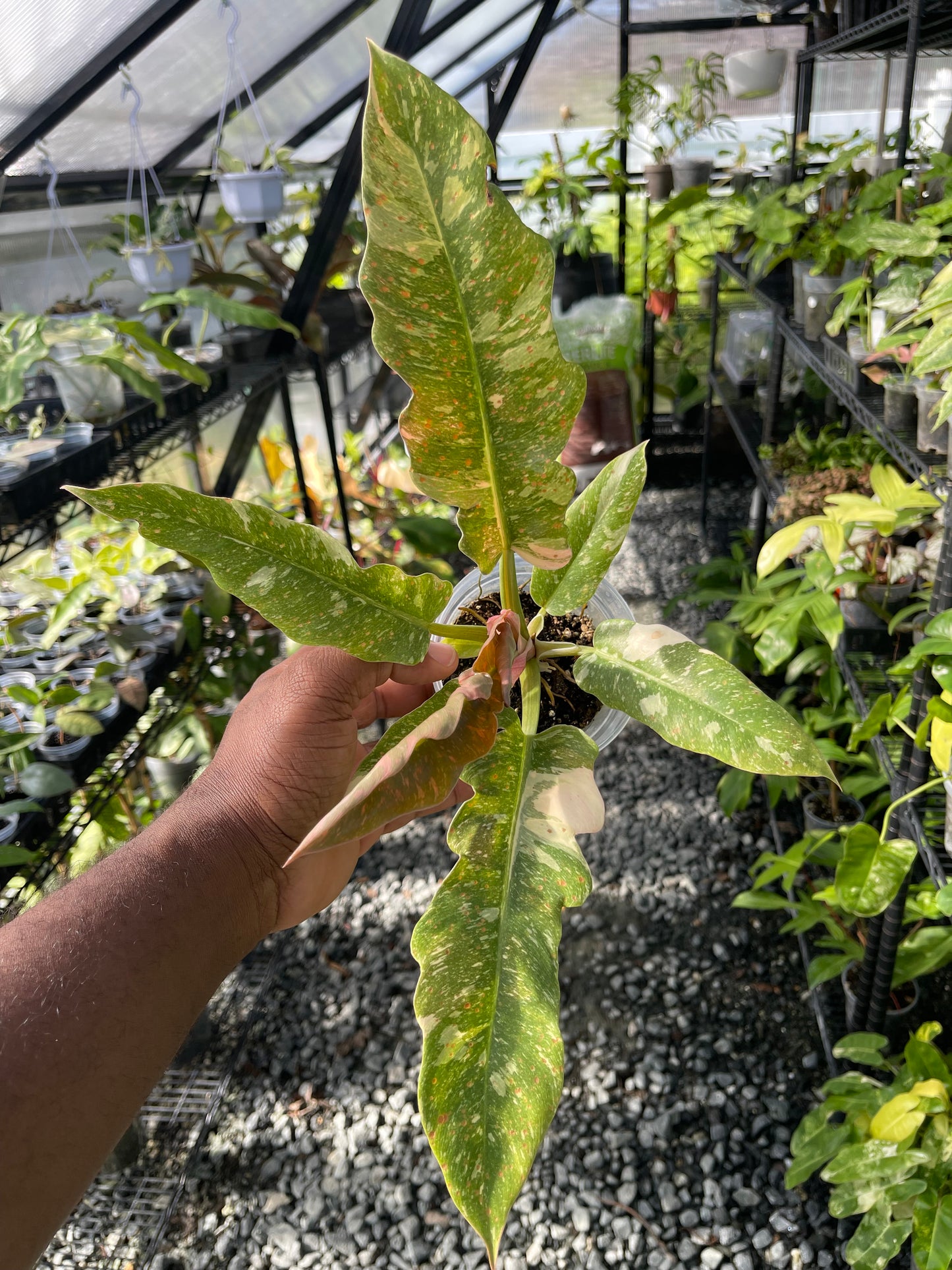 Philodendron Ring Of Fire- Grower’s Choice