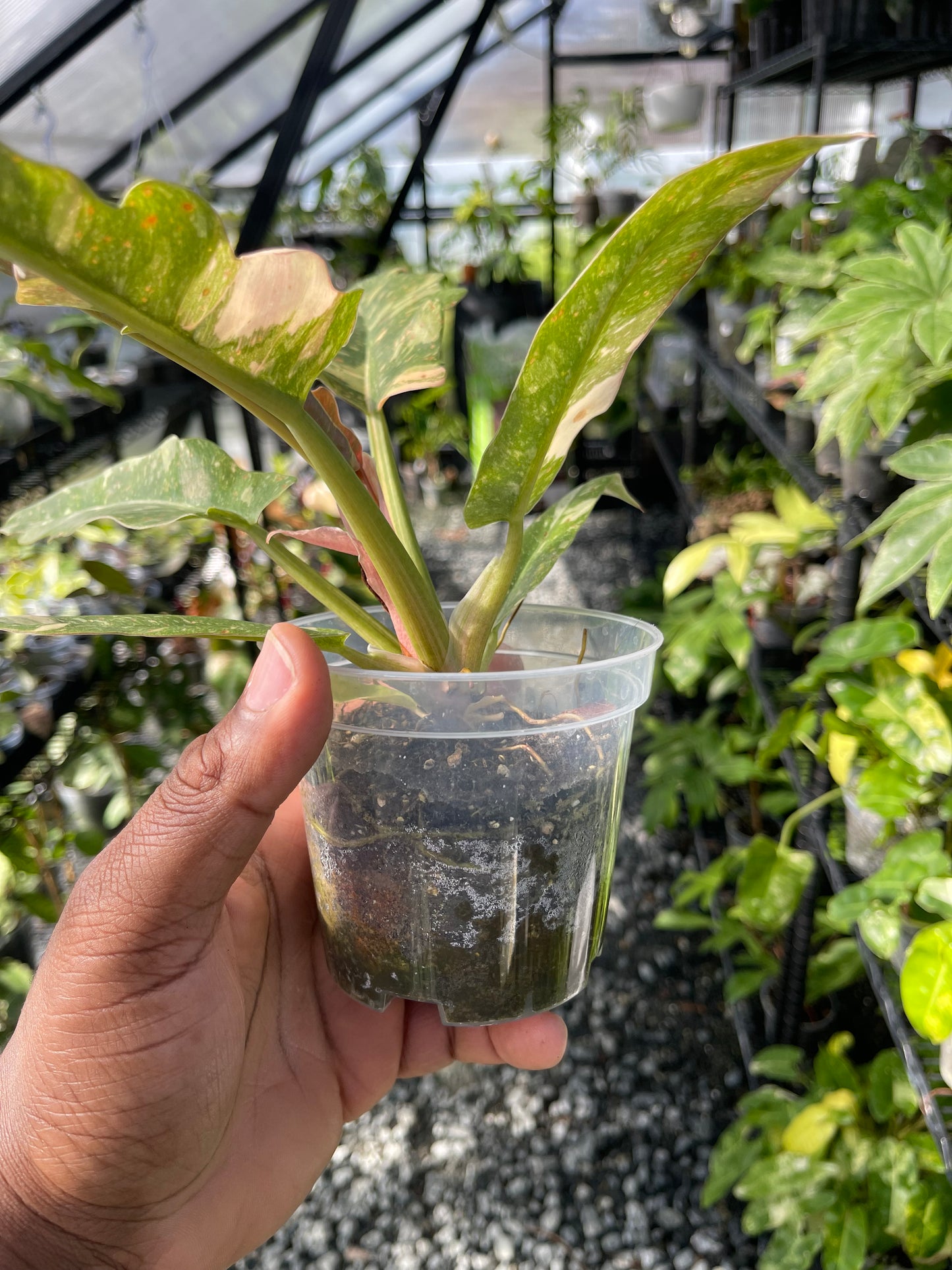 Philodendron Ring Of Fire- Grower’s Choice