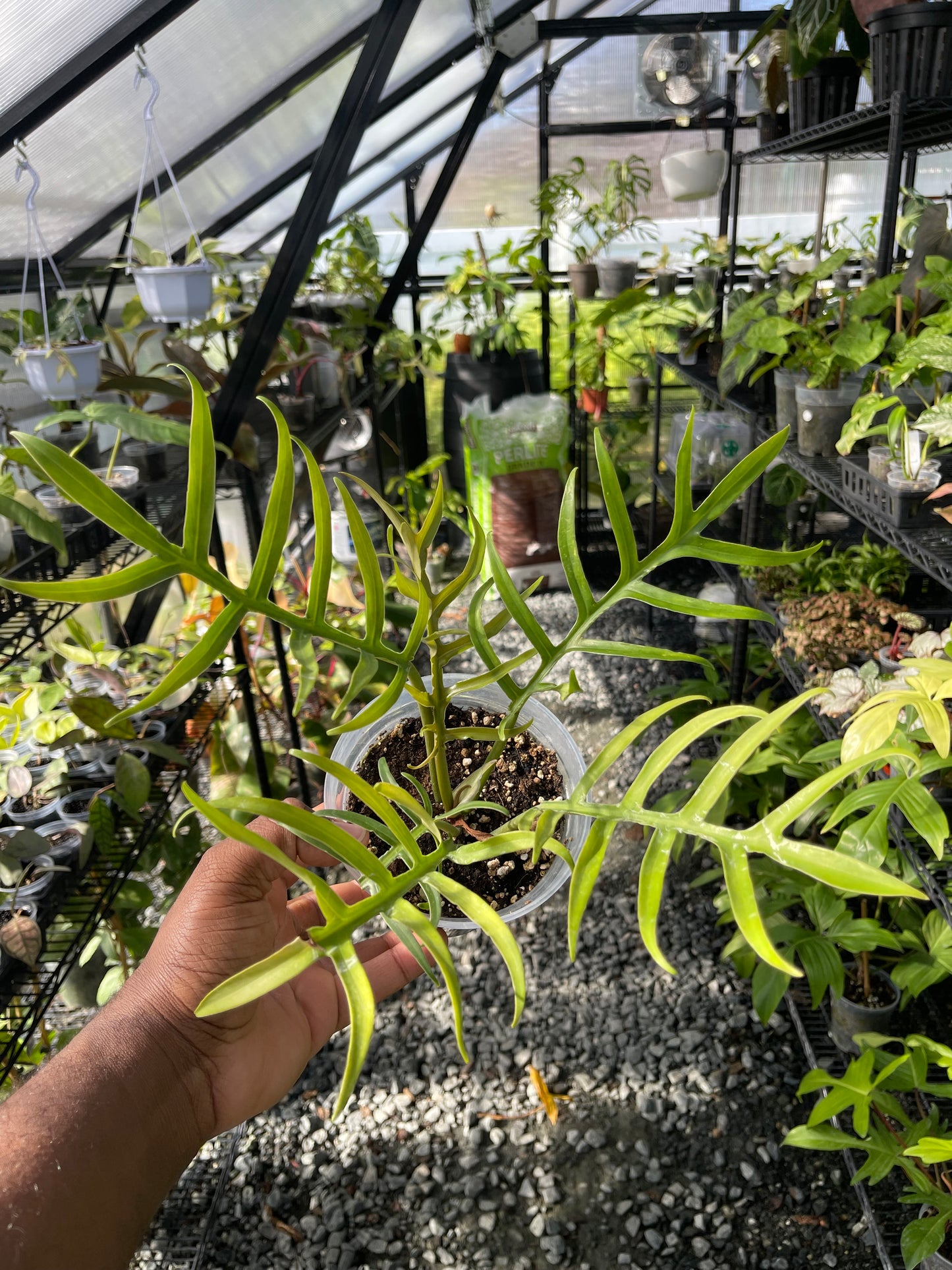 Philodendron Tortum- Grower's Choice