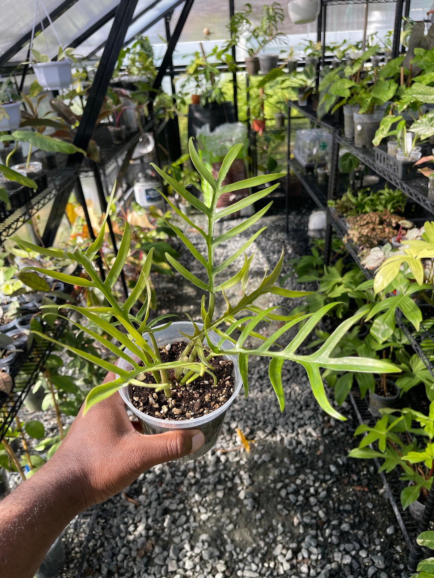 Philodendron Tortum- Grower's Choice