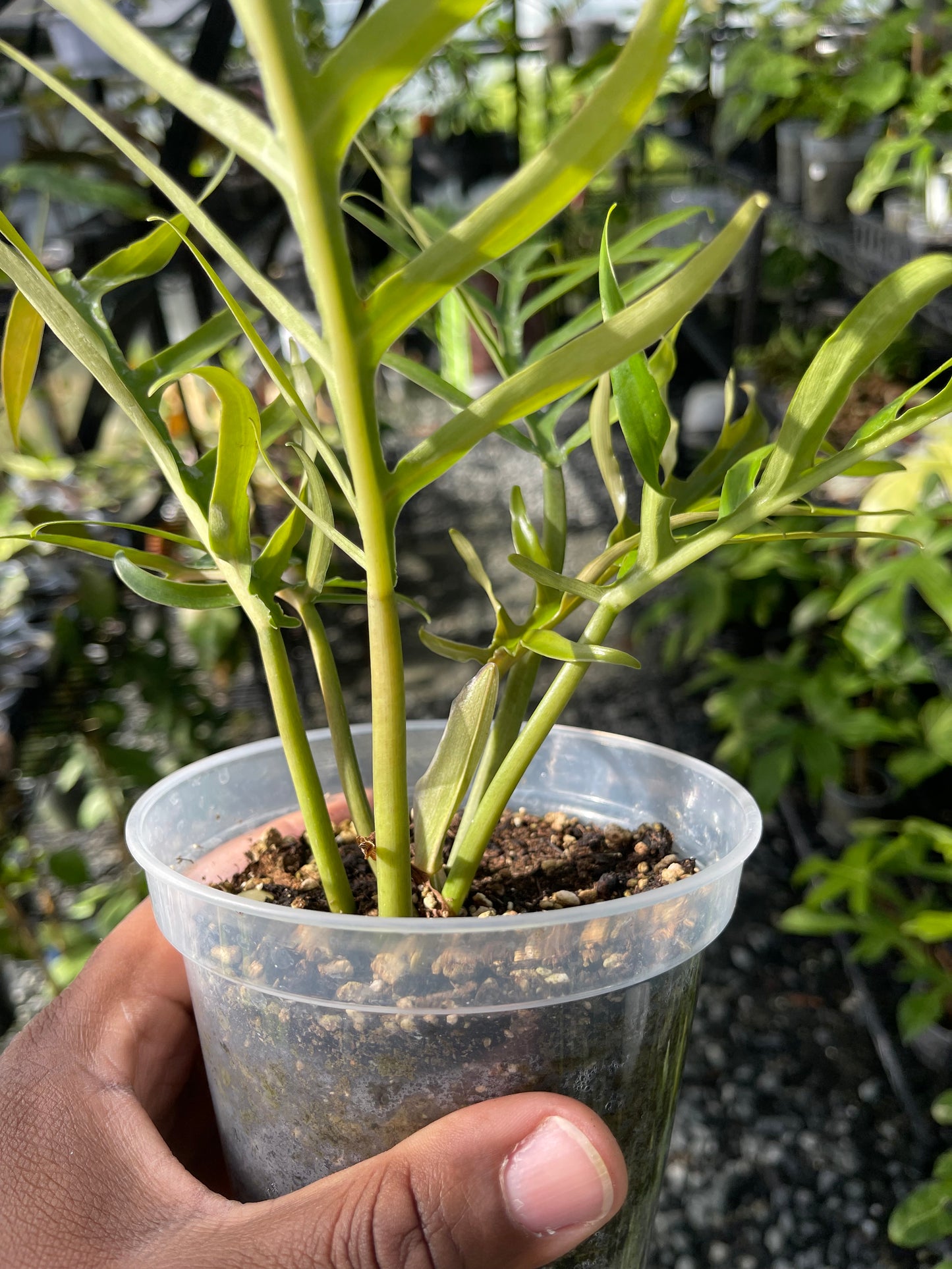 Philodendron Tortum- Grower's Choice