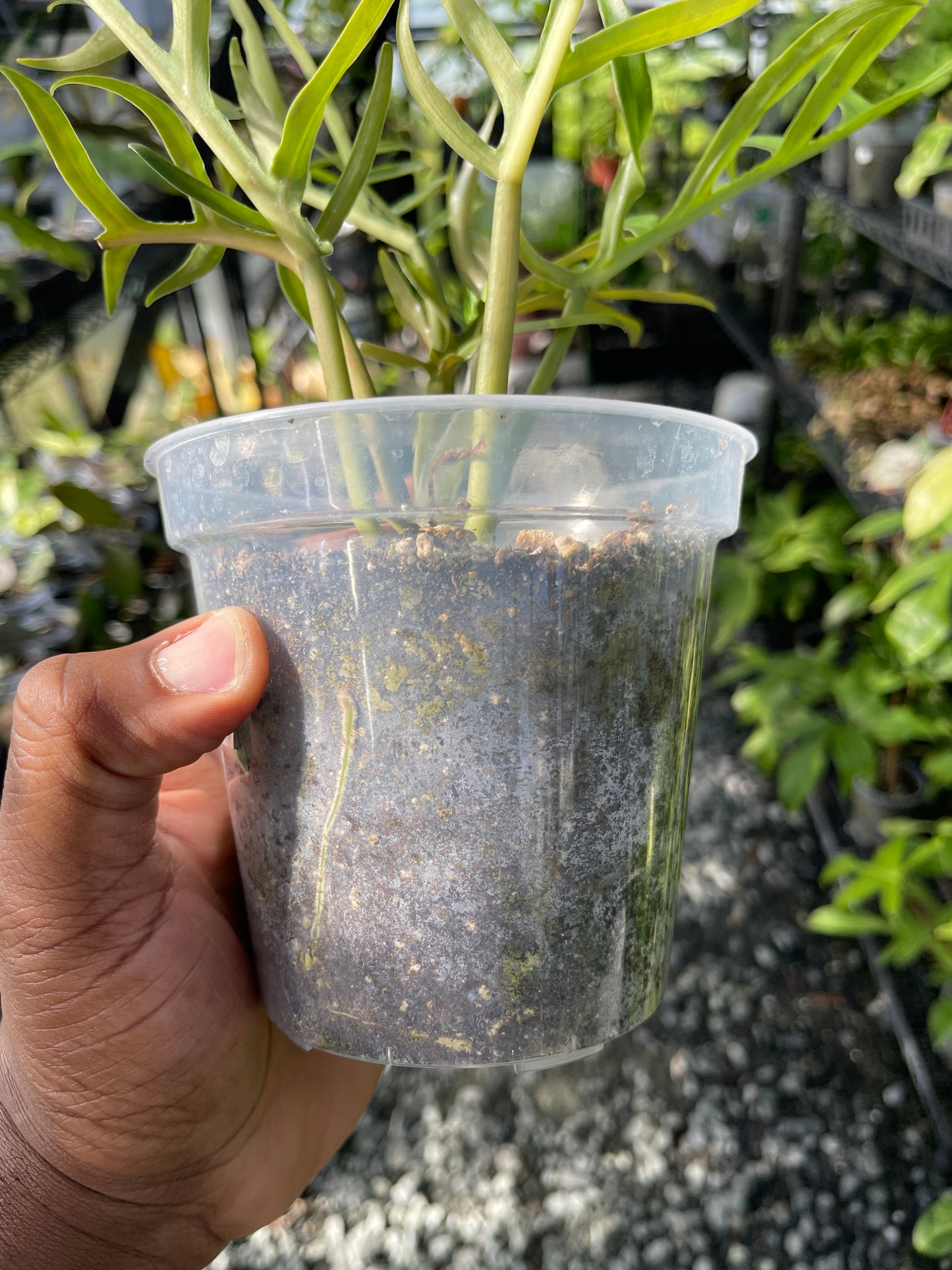 Philodendron Tortum- Grower's Choice