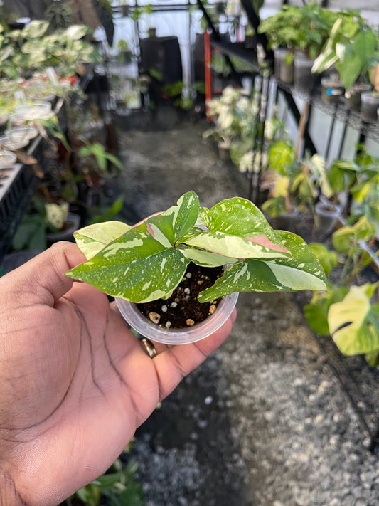 Syngonium Tricolor Red Spot- Grower's Choice