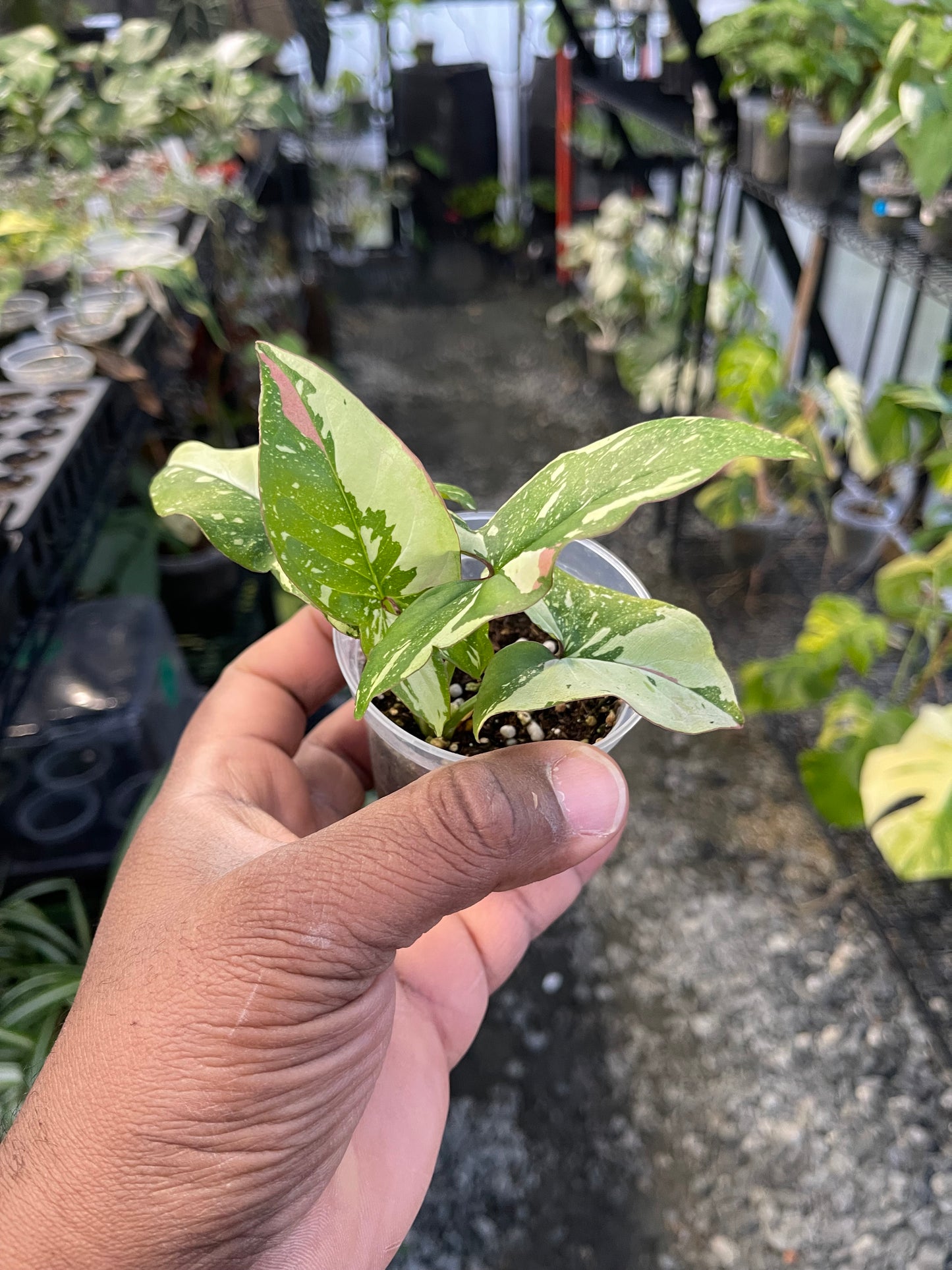Syngonium Tricolor Red Spot- Grower's Choice