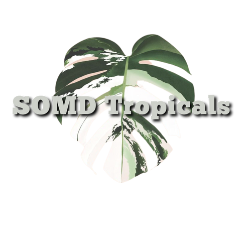 SouthernMdTropicals