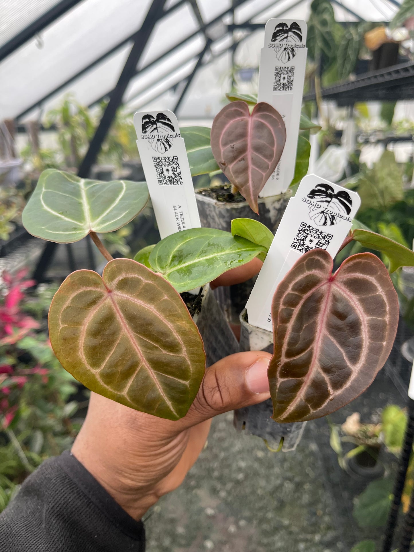 Anthurium Tezula Pink Lemonade x Black Widow Michelle S1