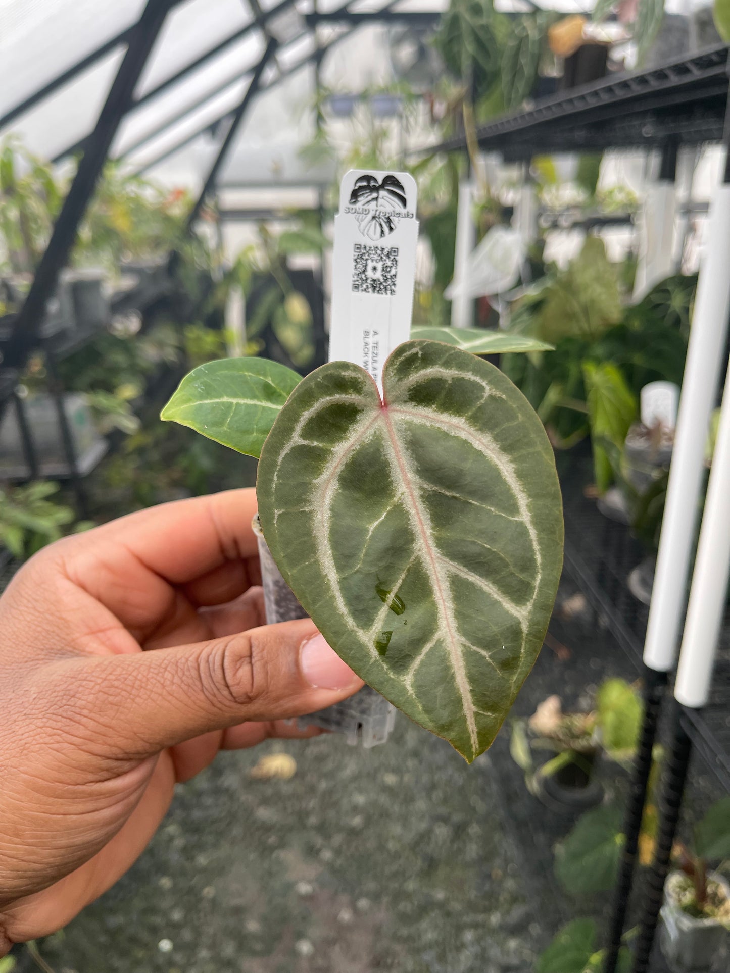 Anthurium Tezula Pink Lemonade x Black Widow Michelle S1